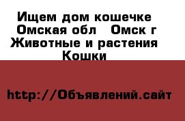 Ищем дом кошечке - Омская обл., Омск г. Животные и растения » Кошки   